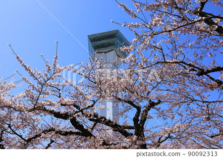 五棱郭公園的五棱郭塔和櫻花 90092313