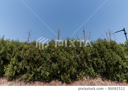wall made of grass and sky wall made of grass and sky 90092512