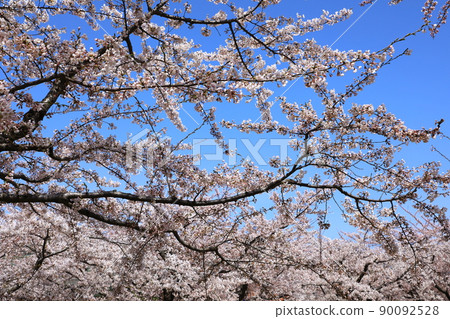 五棱郭公園的櫻花 90092528