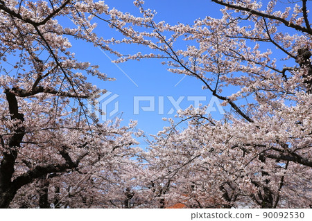 五棱郭公園的櫻花 90092530