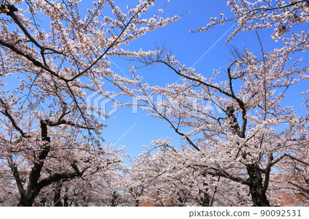 五棱郭公園的櫻花 五棱郭公園的櫻花 90092531