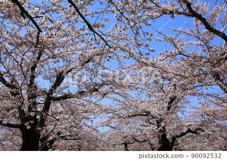 五棱郭公園的櫻花 五棱郭公園的櫻花 90092532