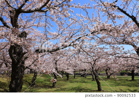 五棱郭公園的櫻花 五棱郭公園的櫻花 90092533