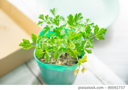 Italian parsley seedlings Italian parsley seedlings 90092737