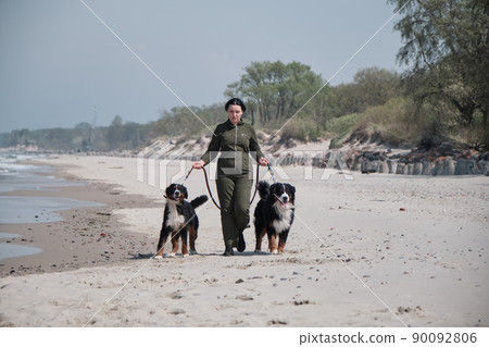 Bernese mountain dogs Bernese mountain dogs 90092806