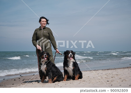 Bernese mountain dogs 90092809