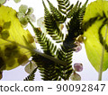 透明植物/爸爸/葉子/透明/綠色/組合物/組合物 90092847