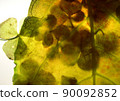 透明植物/爸爸/葉子/透明/綠色/組合物/組合物 90092852
