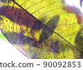透明植物/爸爸/葉子/透明/綠色/組合物/組合物 90092853