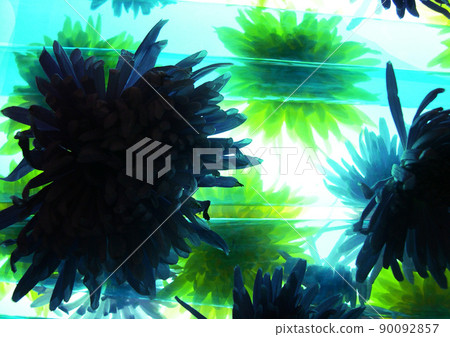 透明花，菊花，藍清，作文 90092857