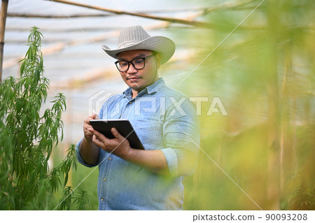Smart farmer using digital tablet and checking marijuana or cannabis plantation in greenhouse. Alternative herbal medicine hemp industry concept Smart farmer using digital tablet and checking marijuana or cannabis plantation in greenhouse. Alternative herbal medicine hemp industry concept 90093208