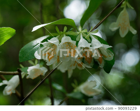 薏苡仁開花 薏苡仁開花 90093229