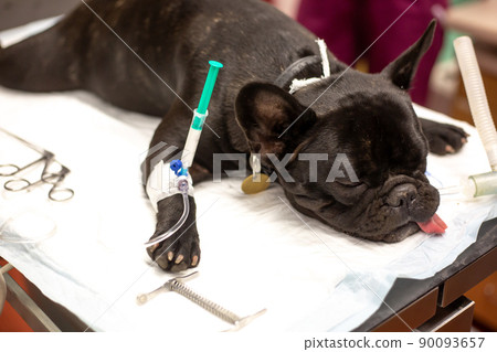 Dog in the surgery room before surgery act under anesthesia in the vet clinic, animal concept 90093657
