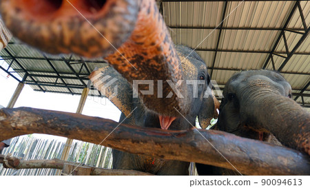 Elephants try to sniff the camera with their trunk Elephants try to sniff the camera with their trunk 90094613
