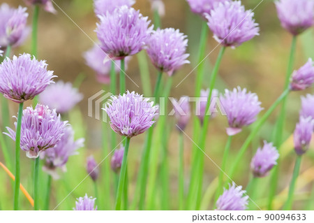 Chives 90094633