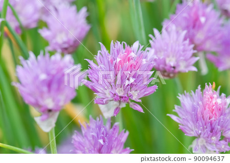 Chives Chives 90094637