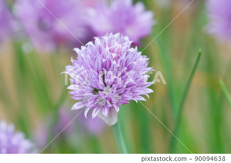 Chives 90094638