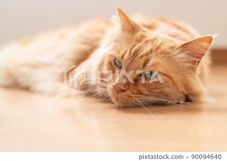 Relaxing cat tea tabby cat 90094640