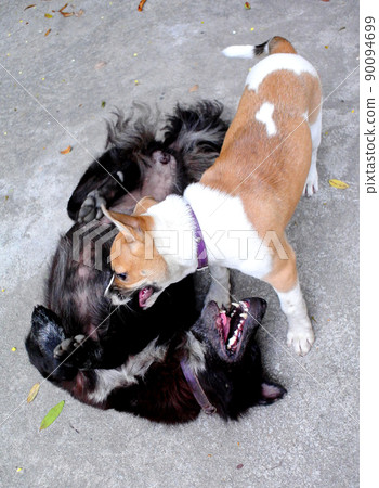 Two dogs play together with happiness Two dogs play together with happiness 90094699