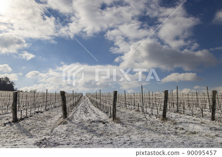 Winter vineyard near Mikulov, Palava region, Southern Moravia, Czech Republic 90095457