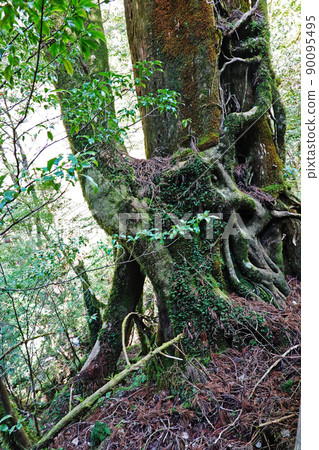 Yakusugi in Yakusugi Land, a primeval forest on Yakushima 90095495