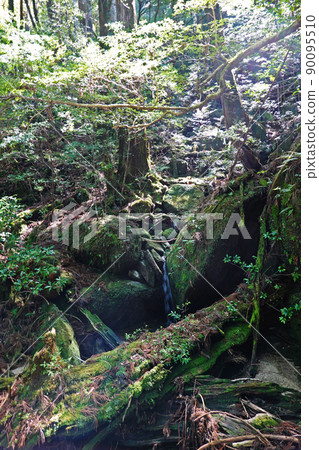 Yakusugi in Yakusugi Land, a primeval forest on Yakushima Yakusugi in Yakusugi Land, a primeval forest on Yakushima 90095510