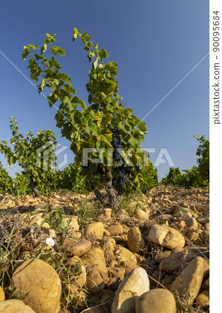Typical vineyard with stones near Chateauneuf-du-Pape, Cotes du Rhone, France 90095684