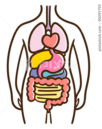 Cute & loose handwritten style illustrations of male human anatomy 90095705