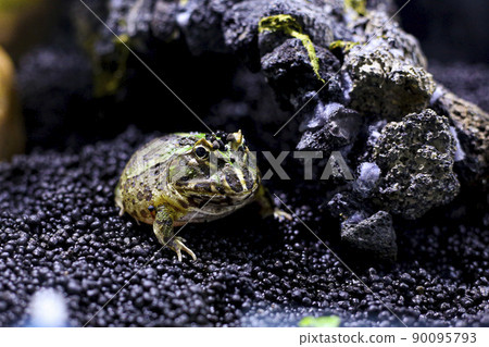 Cranwell Tuna frog Cranwell Tuna frog 90095793