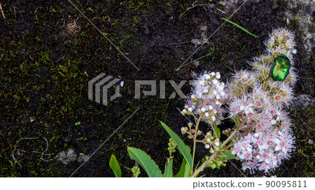 Rose chafer - Cetonia aurata - on flowers of Spirea bumalda Rose chafer - Cetonia aurata - on flowers of Spirea bumalda 90095811