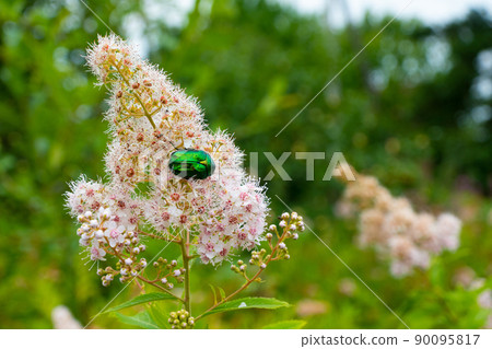 Rose chafer - Cetonia aurata - on flowers of Spirea bumalda 90095817