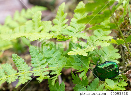 Beetle green rose chafer sits on a stump aka Cetonia aurata 90095818