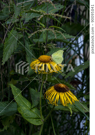 Yellow butterfly - gonepteryx rhamni - collects nectar from a large yellow elecampane flower 90095841
