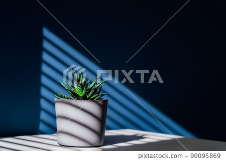 Green succulent in concrete plant pot with decorative shadows on a blue wall and table surface in home interior. Game of shadows on a wall from window at the sunny day. Graphic minimalist background. Green succulent in concrete plant pot with decorative shadows on a blue wall and table surface in home interior. Game of shadows on a wall from window at the sunny day. Graphic minimalist background. 90095869