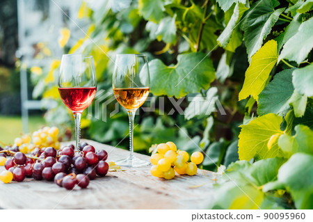 Glasses with white and red wine and grape berries on the wooden table in the vineyards, winery with green leaves background. Wine tasting, Degustation. Selective focus, Copy space. Glasses with white and red wine and grape berries on the wooden table in the vineyards, winery with green leaves background. Wine tasting, Degustation. Selective focus, Copy space. 90095960