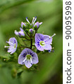 Water speedwell flower up 90095998