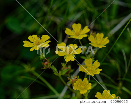 薔薇科委陵菜群落 90096025