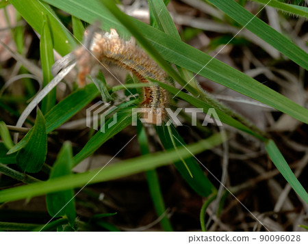 竹葉幼蟲 90096028
