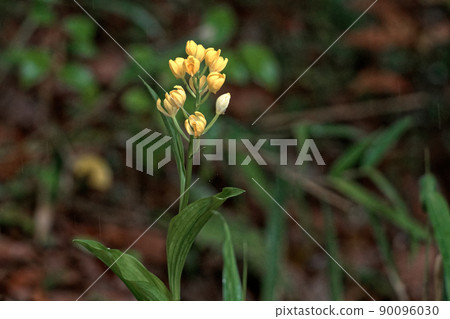 蘭科金蘭黃花 蘭科金蘭黃花 90096030