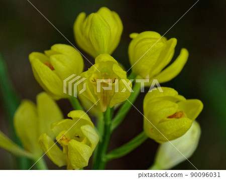 蘭科金蘭黃花 蘭科金蘭黃花 90096031