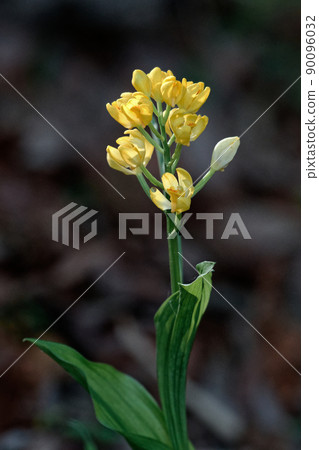 蘭科金蘭黃花 蘭科金蘭黃花 90096032