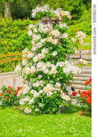 Hyogo Prefecture Suma Rikyu Park Fountain Square 90096216