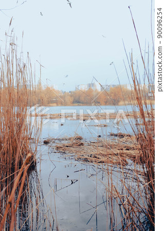 Bird's Nest. Sumy, Ukraine. Floating nest in Cheha lake. Horror atmosphere. Dark reed 90096254