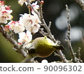 Beautiful plum blossoms and white-eye 90096302