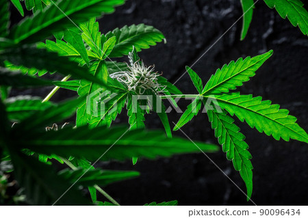 Flowering cannabis plants with vibrant green leaves and white stigmas 90096434