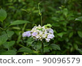  hydrangea 90096579