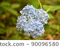  hydrangea 90096580