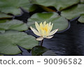 A pond 90096582