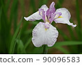 Iris 90096583