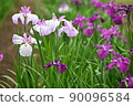 Iris 90096584